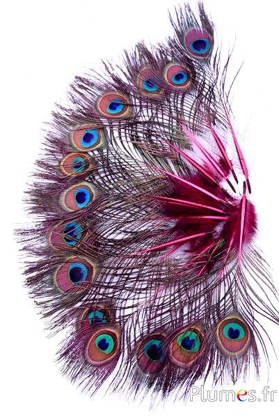 Plumes de Paon 